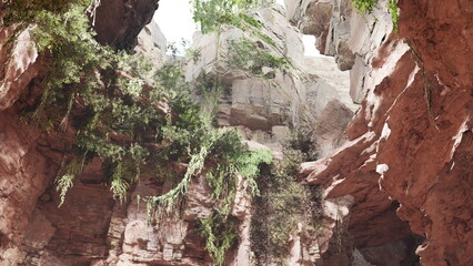Visitors marvel at the towering red rock formations, intertwined with vibrant green plants. Sunlight filters through the canyon, illuminating the stunning natural beauty of this secluded space.