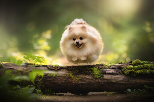 A small, fluffy Pomeranian is jumping over a moss-covered log in a green Forest. The dog is looking happy with a cute expression during a sunny day - Powered by Adobe