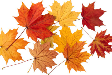 Fototapeta premium Thanksgiving Autumn Leaves Set – Transparent PNG