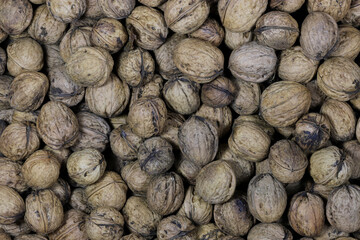 freshly harvested walnuts for background use