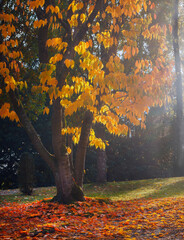 Der Herbst kommt kraftvoll in schönsten leuchtenden Farben daher, im Park sind Laub und Bäume