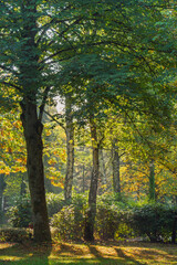 Der Herbst kommt kraftvoll in schönsten leuchtenden Farben daher, im Park sin Laub und Bäume