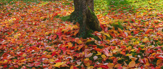 Der Herbst kommt kraftvoll in schönsten leuchtenden Farben daher, im Park sin Laub und Bäume