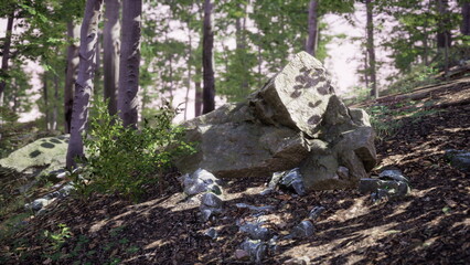 Sunlight filters through trees, casting shadows on a large rock nestled among smaller stones and lush vegetation in a tranquil forest. The atmosphere is peaceful and natural.