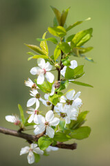 cherry tree blossom