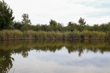 Peaceful lakeshore with reeds and reflection