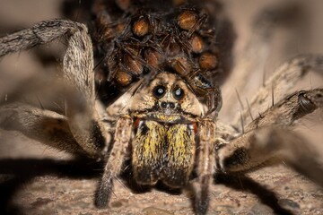 spider on the wall