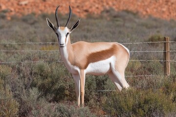 In the rustic dance of arid whispers, a lone springbok stands poised, celebrating World Wildlife Day and Namibian Independence