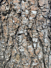 Eucalyptus Tree Bark Texture. Close-up of Peeling Bark, Natural Pattern. Abstract Nature Background.