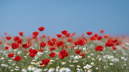 Fototapeta premium Vibrant poppies dance under azure skies, evoking Anzac Day's solemnity and Lammas's vibrant fertility celebrations