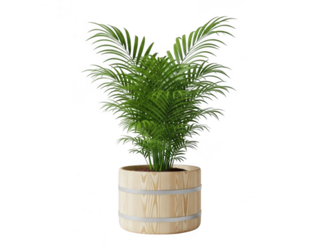 Majestic areca palm in a wooden pot isolated on transparent background
