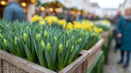Springtime daffodil crates bloom vibrantly amid bustling market, evoking Ostara and Floriography traditions, whispering natures renewal symphony