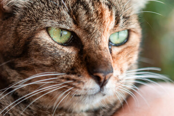Close-up of a Cat with Green Eyes and Whiskers