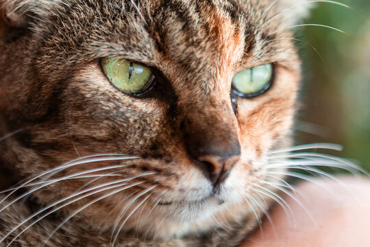 Close-up of a Cat with Green Eyes and Whiskers - Powered by Adobe