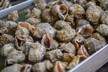 바다에서 잡은 여러개의 신선한 소라들