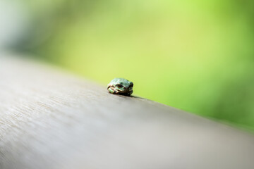 나무 데크 위에 앉아있는 작은 개구리 