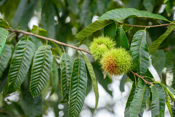 가을에 탐스럽게 익어가는 초록색 밤송이