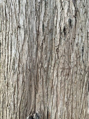 Eucalyptus Tree Bark Texture. Close-up of Peeling Bark, Natural Pattern. Abstract Nature Background.