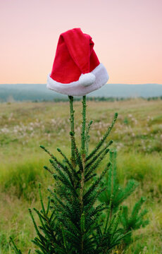 Santa hat on top of a small pine tree in a field at sunset