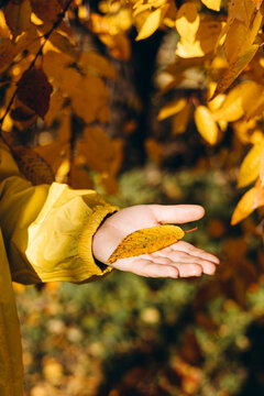 Man holding yellow leaf in autumn park