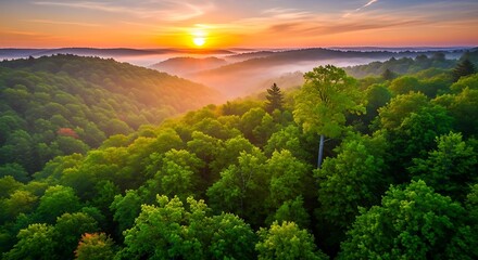 Fototapeta premium Vibrant Sunrisen Mountain Forest Landscape Aerial View Misty Valleys Glowing Horizon Warm Light Nature Beauty Serene Outdoor Scenery Tree Canopy Foggy Wilderness
