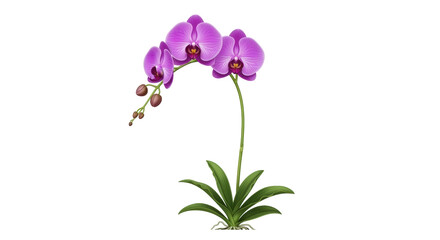 Isolated Purple Orchid Blossom Illustration, Delicate Flora and Green Leaves, Isolated Image