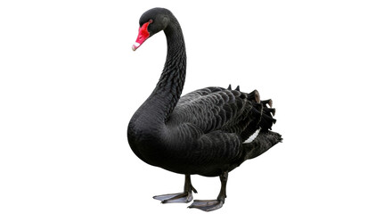 Isolated Black Swan standing, elegant bird with curved neck, red beak, detailed feathers