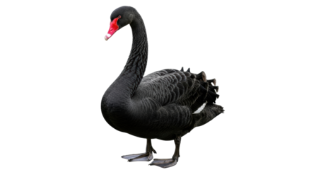 Isolated Black Swan standing, elegant bird with curved neck, red beak, detailed feathers