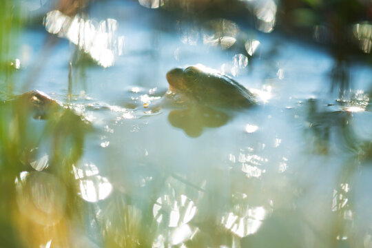 Enchanting lagoon with a submerged common frog