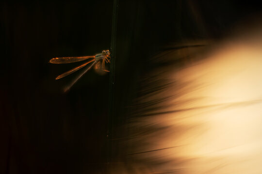 Damselfly illuminated by warm golden light