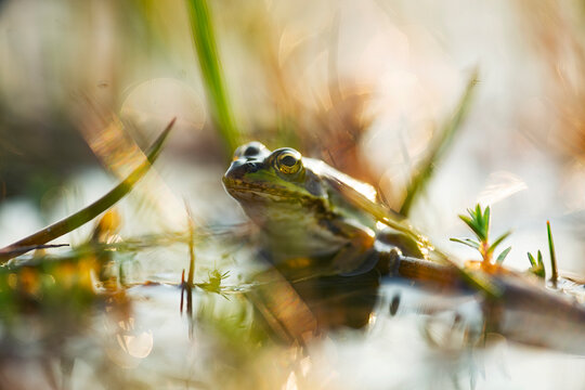 Frog resting amidst lush greenery in a tranquil lagoon