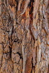 bark of a tree close up	
