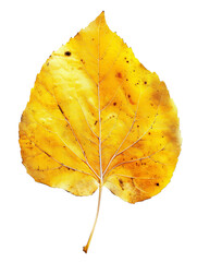 Naklejka premium Close-up of a vibrant yellow autumn leaf against a black background, showcasing intricate veins and texture.