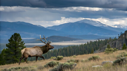 Majestic bull elk standing on a grassy hillside with mountains in the background