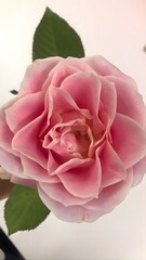 Naklejka premium Close-up of a vibrant pink rose in full bloom, featuring delicate petals and green leaves on a light background.