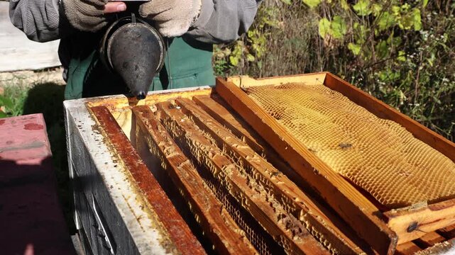 Beekeeper using smoker to calm bees in beehive before honey harvest, focusing on honeycomb frames and beekeeping equipment in a bright outdoor scene, highlighting apiculture practices