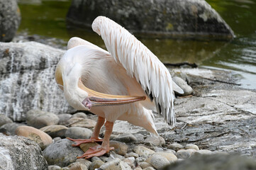 Close-up of a pelican (France)