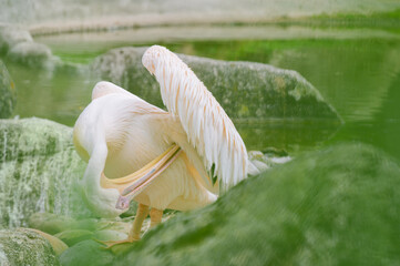 Close-up of a pelican (France)