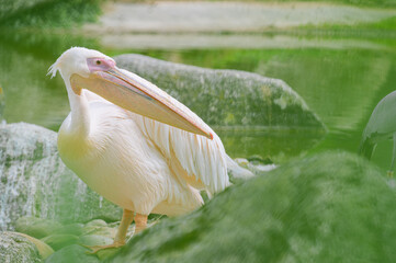 Close-up of a pelican (France)