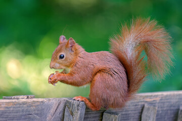Close-up of a red squirrel