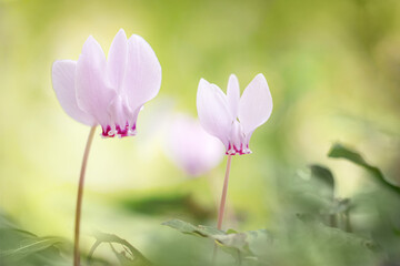 A pair of cyclamen in colorful undergrowth
