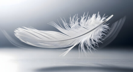 Delicate white feather gracefully floats in soft light against a gradient background.