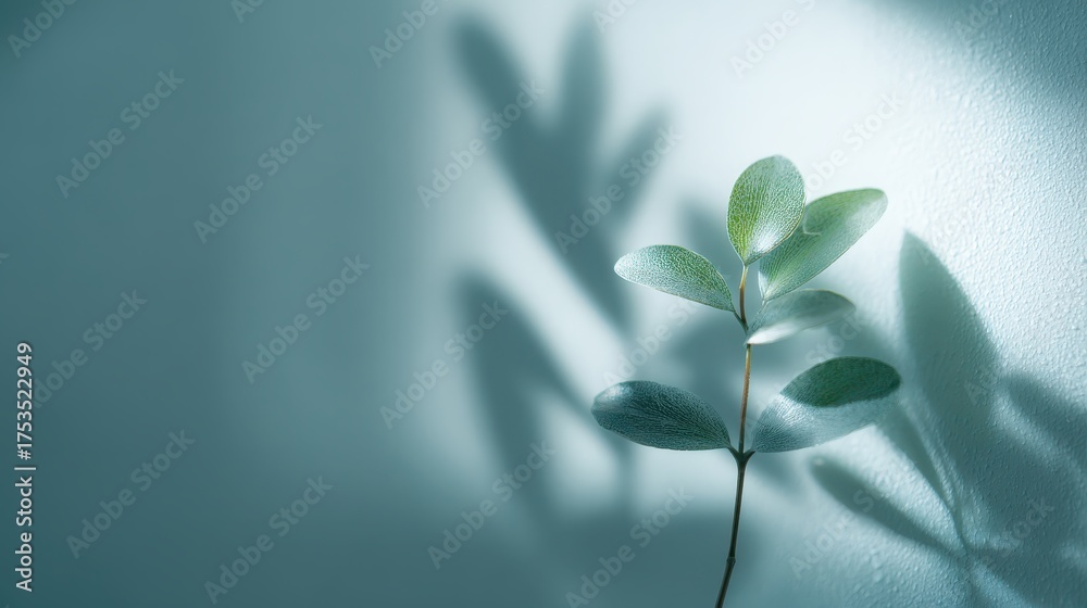 Canvas Prints soft shadows of a green leaf on frosted glass background