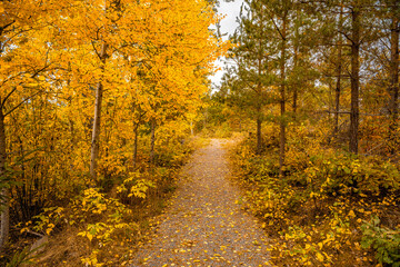 Autumn in the forest with small path