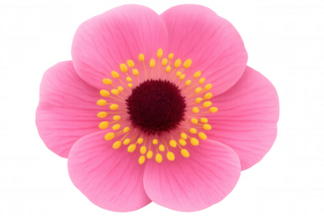 Pink anemone flower with visible stamens and stigma, representing beauty, nature, and growth with transparency