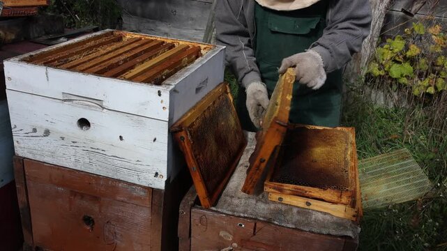 Experienced beekeeper in protective suit carefully inspecting honeycomb frames, checking honey production and managing hives in the apiary, beekeeping and honey production.