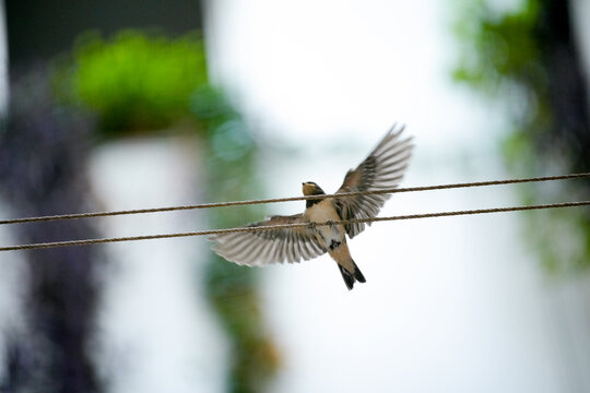 Swallow perched on wire in urban garden