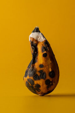 Vibrant orange pumpkin against solid ochre background