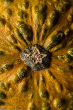 Close-up of yellow pumpkin with green texture details
