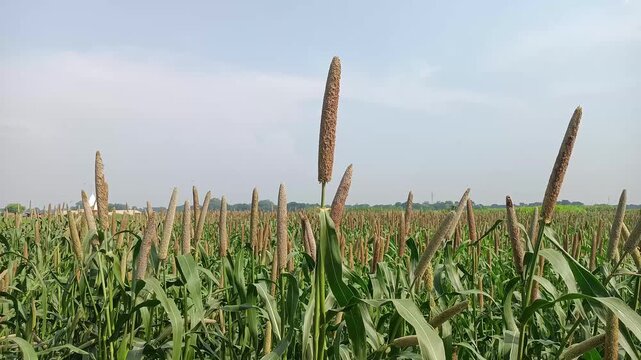 Ripped Bajara (millet) crop field with blue sky hd pearl millet